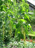 Laburnum anagyroides. Часть ветви с соплодиями. Германия, Бавария, Средняя Франкония, г. Нюрнберг, Нюрнбергская крепость. 28.06.2012.