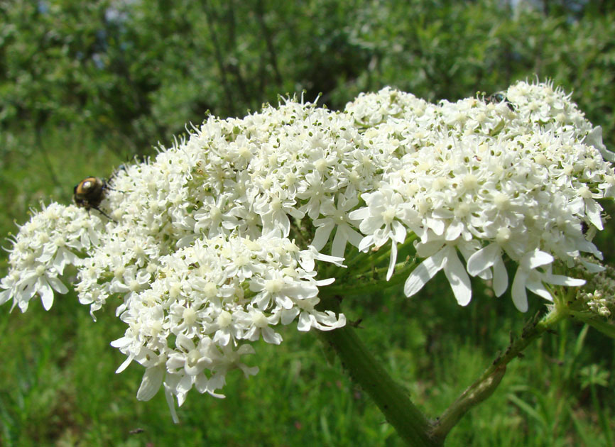 Изображение особи Heracleum dissectum.