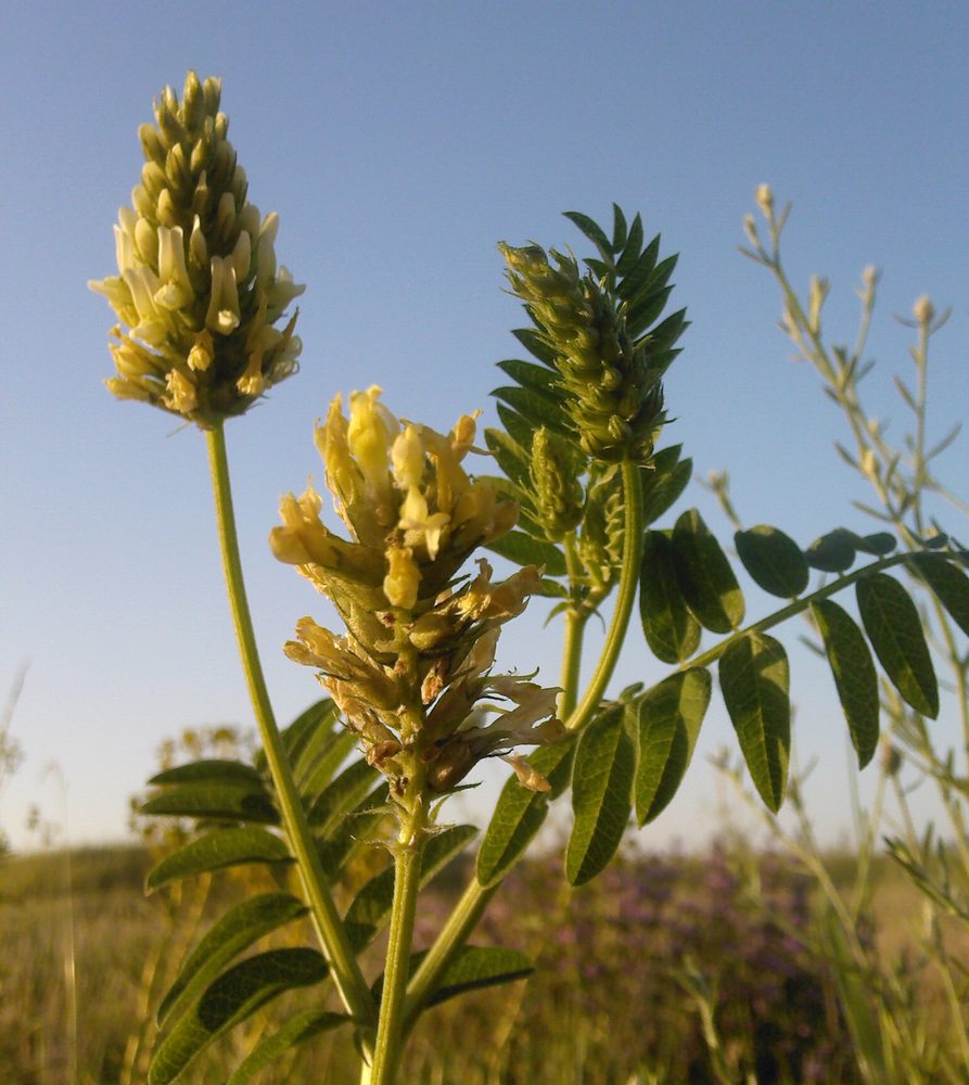 Изображение особи Astragalus cicer.