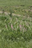 Onobrychis grandis