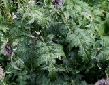 Echinops bannaticus. Листья. Германия, г. Krefeld, ботанический сад. 31.07.2012.