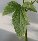Anemone vitifolia. Лист. Германия, г. Кемпен, в парке. 10.09.2012.