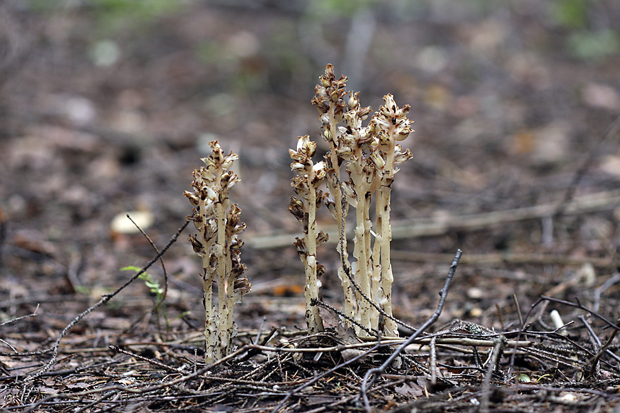 Image of Hypopitys monotropa specimen.