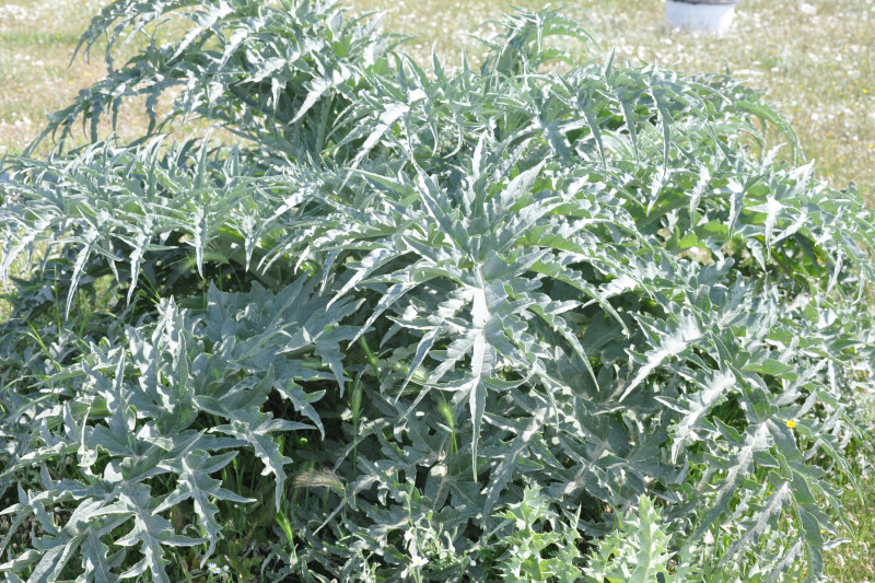 Изображение особи Cynara scolymus.