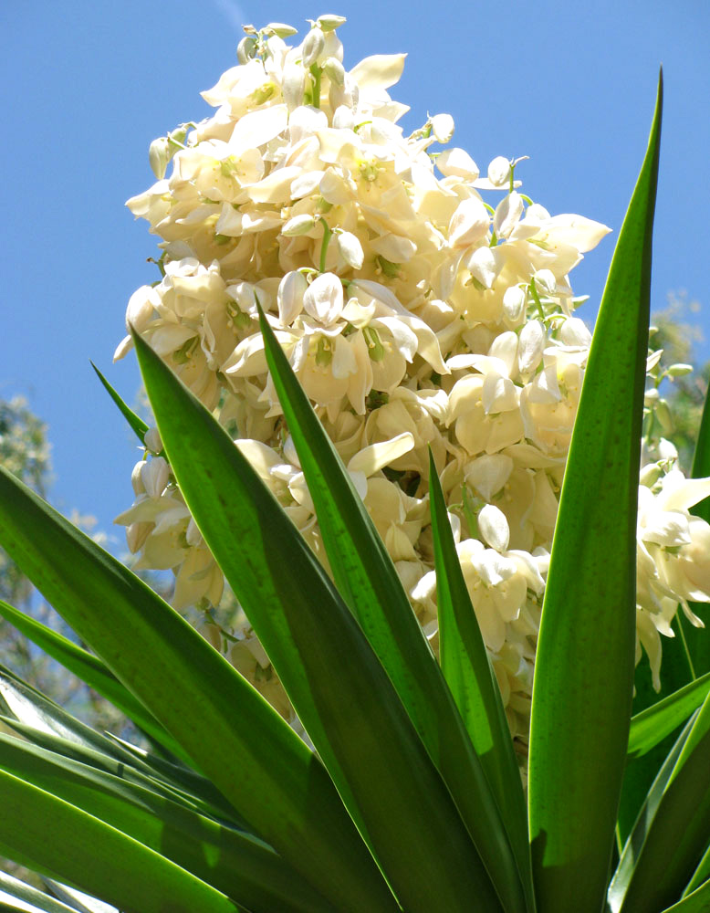 Image of Yucca gigantea specimen.