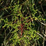 Euphorbia platyphyllos