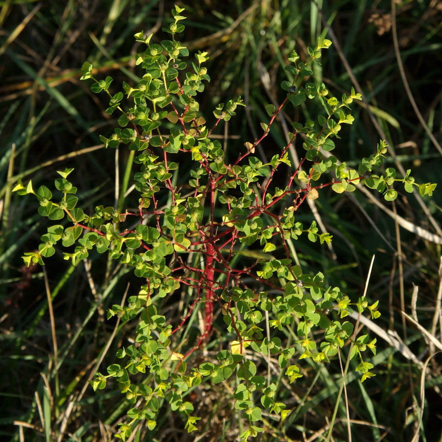 Изображение особи Euphorbia platyphyllos.