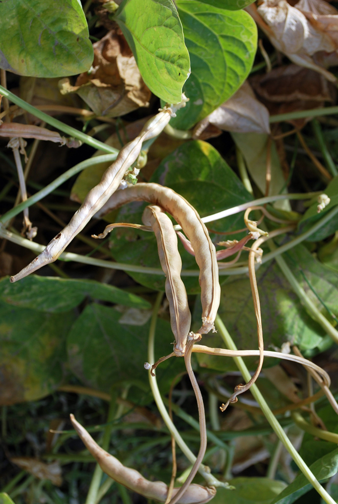 Изображение особи Vigna unguiculata.