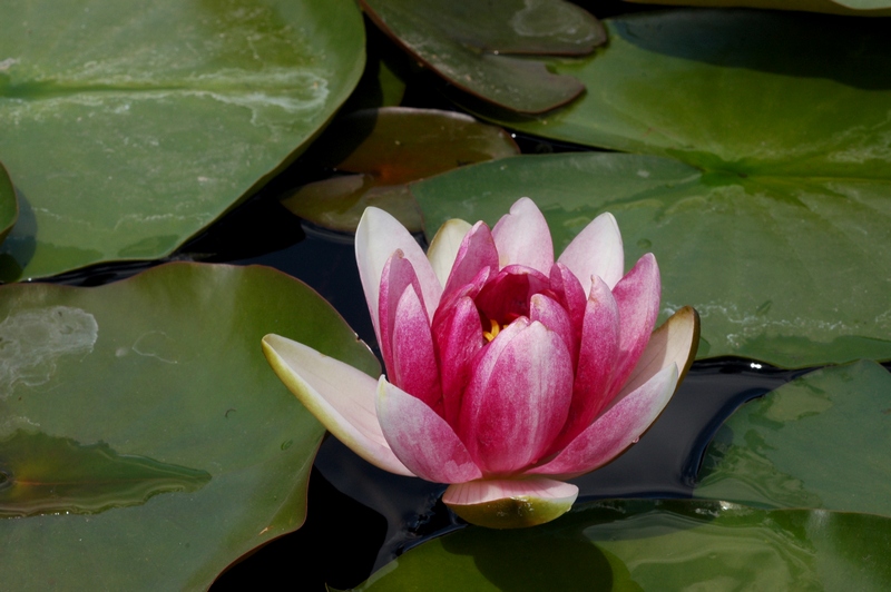 Изображение особи Nymphaea × marliacea.