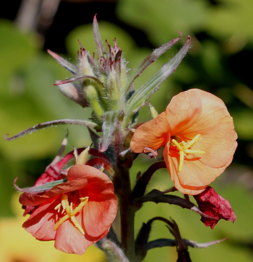 Изображение особи Oenothera versicolor.