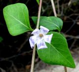 Vinca difformis. Средняя часть побега с цветком. Испания, Каталония, Жирона, Тосса-де-Мар, верхняя часть города, изгородь между лесом по склону горы и дорожкой. 24.06.2012.