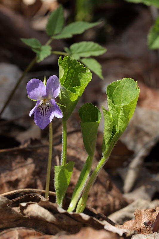 Изображение особи Viola mirabilis.