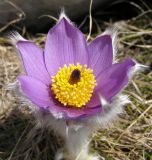 Pulsatilla taurica