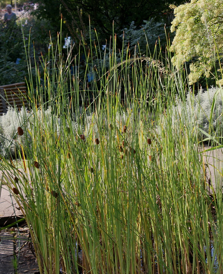 Image of genus Typha specimen.