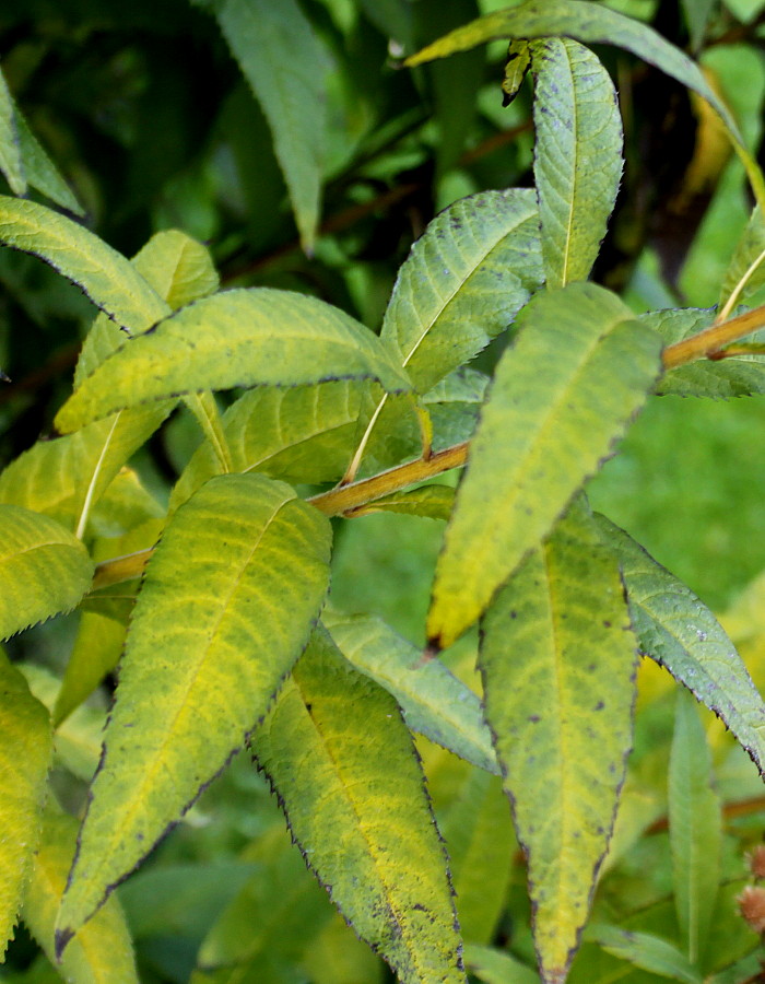 Image of Vernonia arkansana specimen.