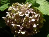 Hydrangea arborescens. Соцветие. Испания, автономное сообщество Андалусия, провинция Кордова, город Кордова. 13.07.2012.