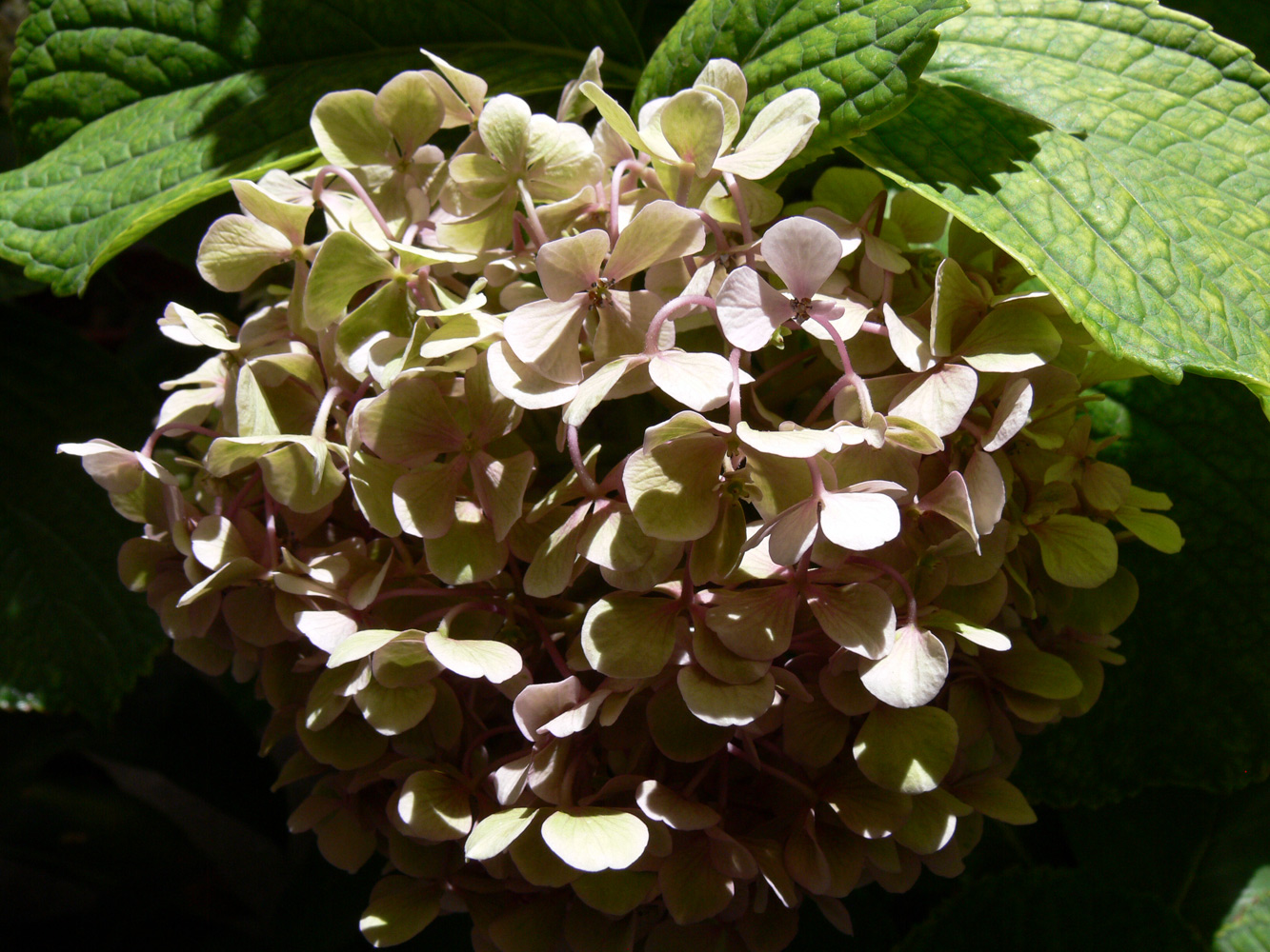 Изображение особи Hydrangea arborescens.