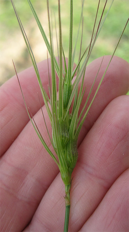 Image of genus Aegilops specimen.