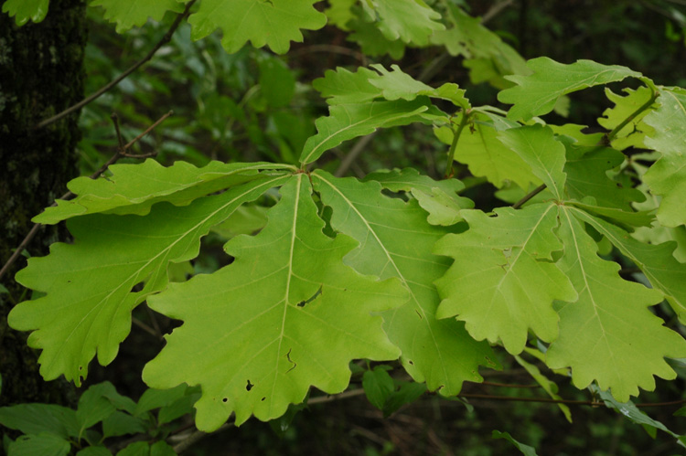 Изображение особи Quercus dentata.