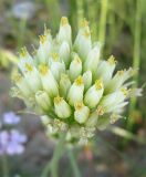 Allium erdelii