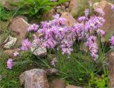 Dianthus subspecies norvegicus