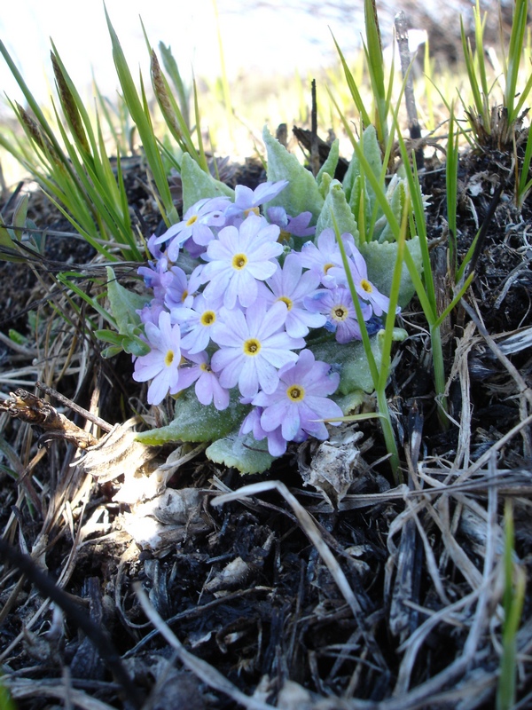 Image of Primula fistulosa specimen.