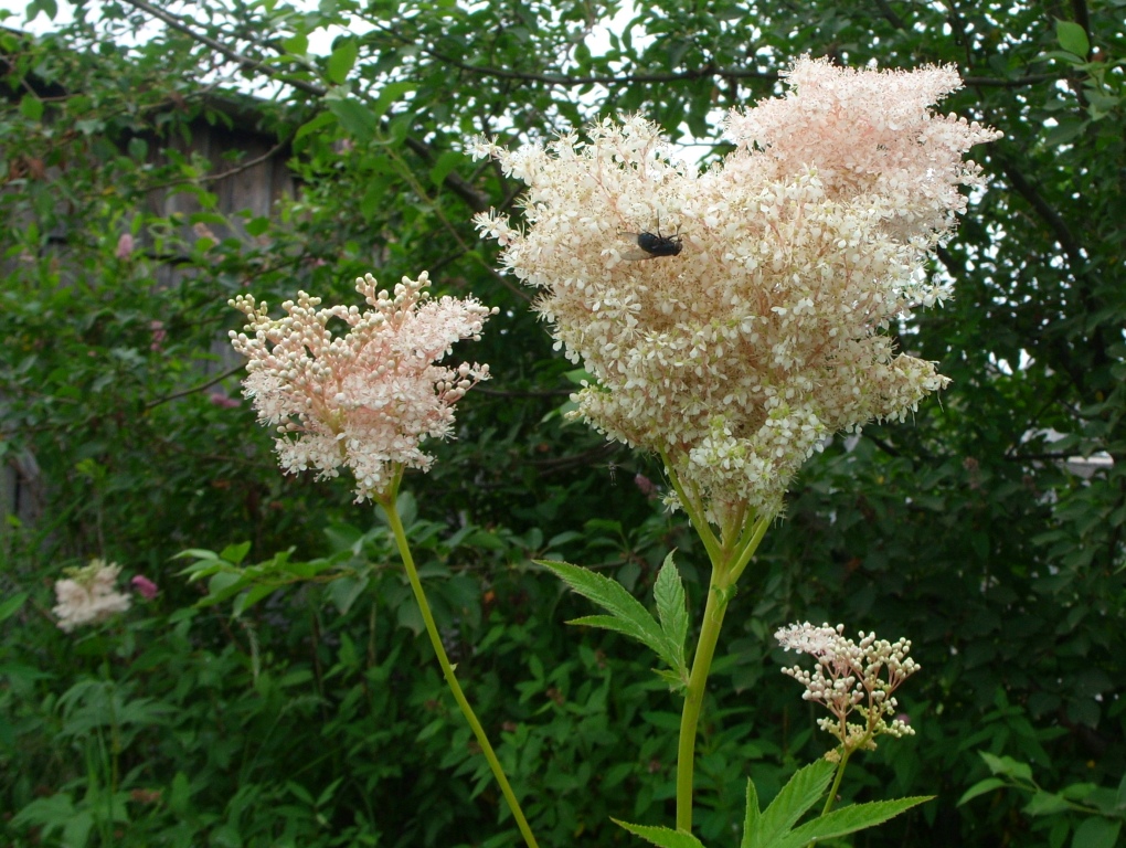 Изображение особи Filipendula palmata.