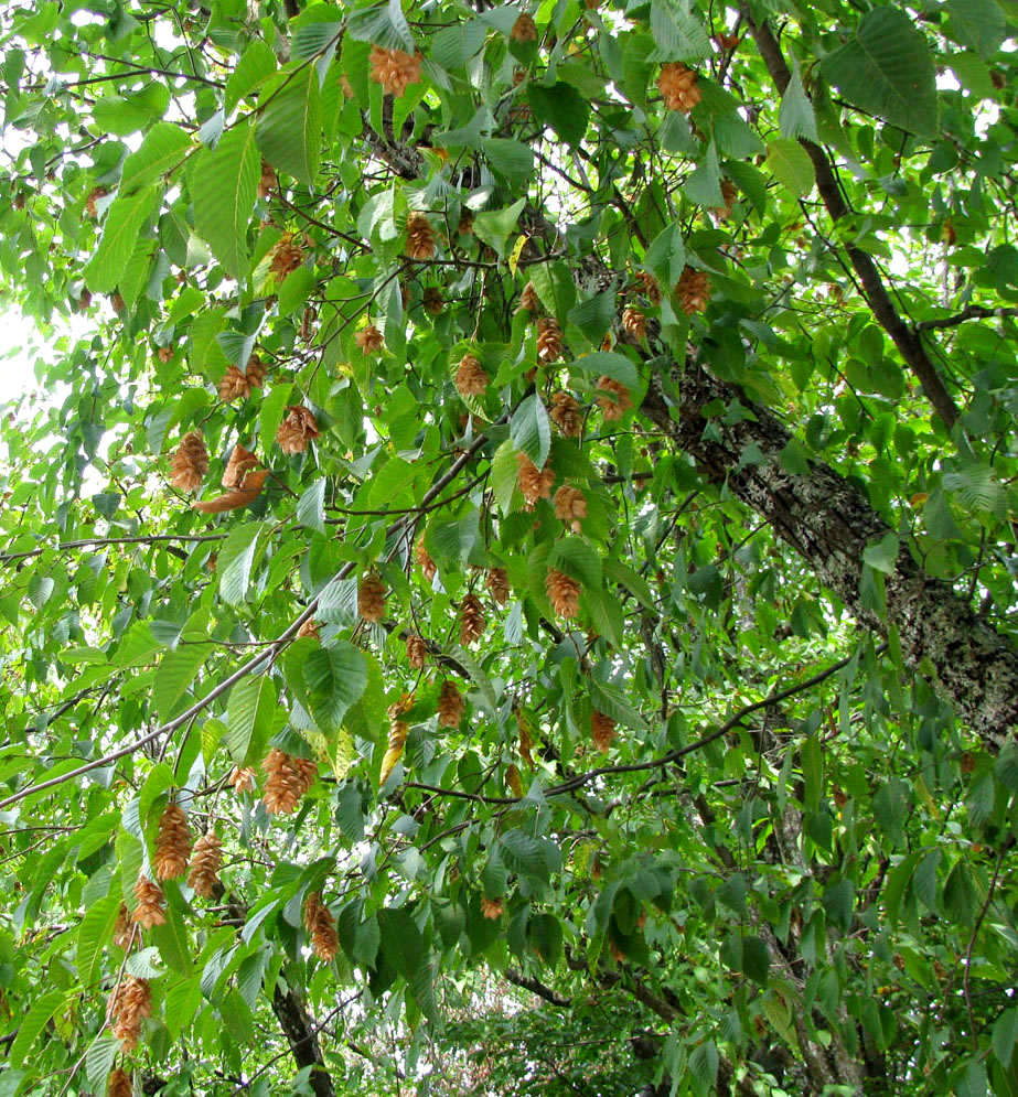 Изображение особи Ostrya carpinifolia.