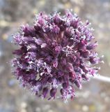 Allium truncatum. Соцветие. Израиль, г. Беэр-Шева, рудеральное местообитание. 04.05.2013.
