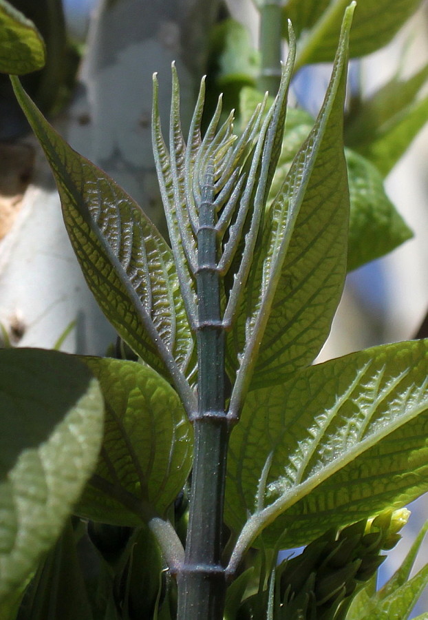 Image of Decaisnea insignis specimen.