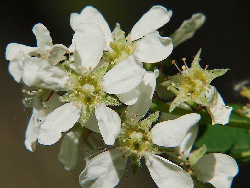 Изображение особи Amelanchier spicata.