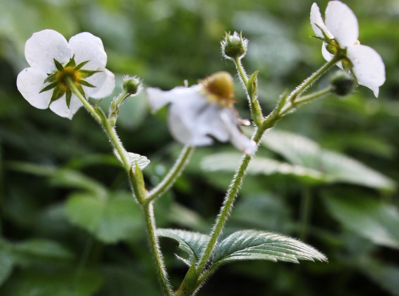 Изображение особи Fragaria moschata.