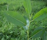 Salix triandra