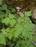 Geranium robertianum. Верхушка цветущего побега. Крым, окр. пос. Никита, Никитская расселина. 24.05.2013.