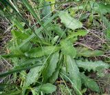 Hypochaeris radicata. Прикорневые листья с цветоносными побегами. Московская обл., Лотошинский р-н, окр. дер. Савостино. 13.06.2013.