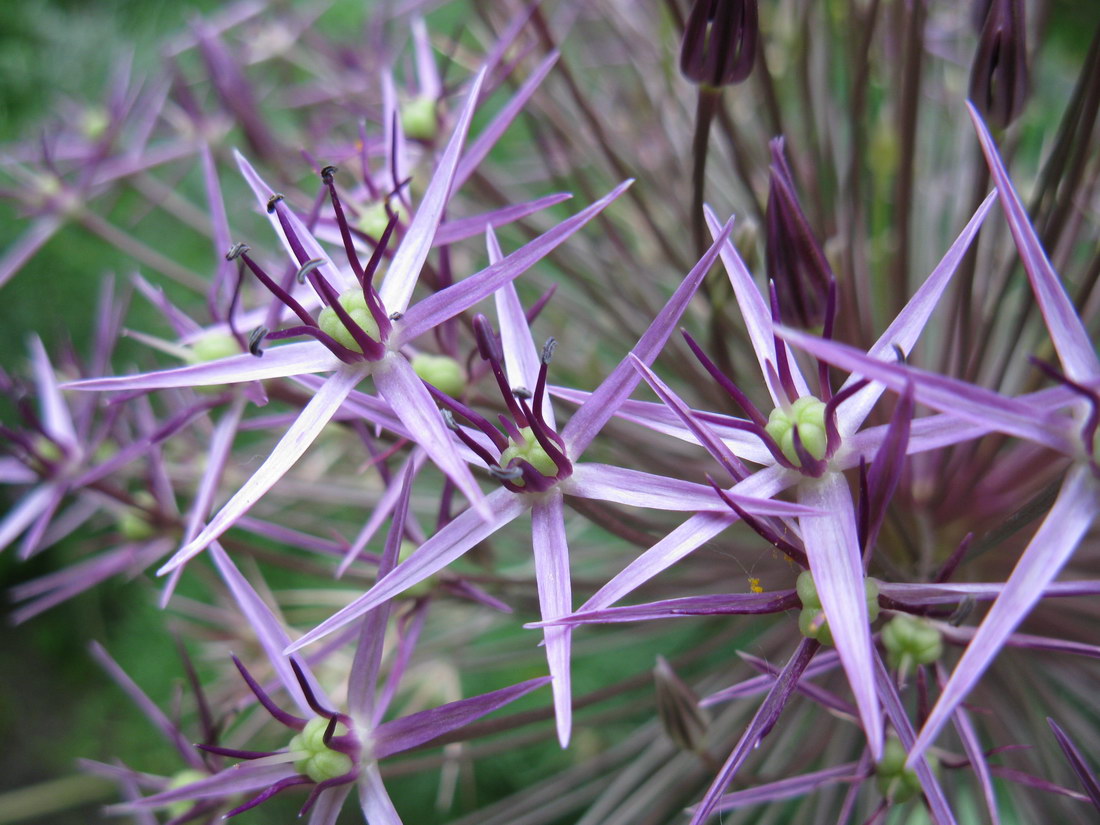 Image of Allium cristophii specimen.