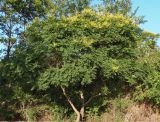 Koelreuteria paniculata. Цветущее молодое дерево. Украина, г. Одесса, Аркадия, склон возле Тропы здоровья. 20.06.2013.
