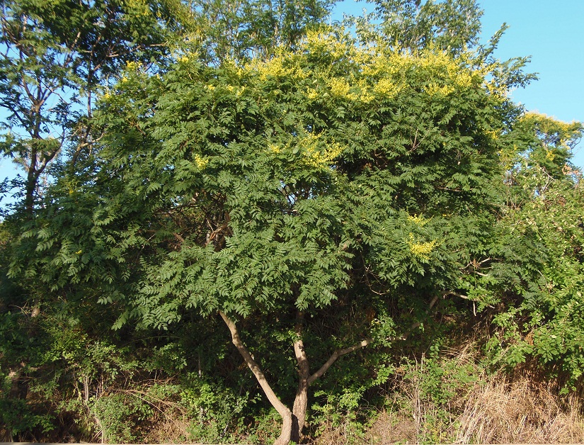 Изображение особи Koelreuteria paniculata.