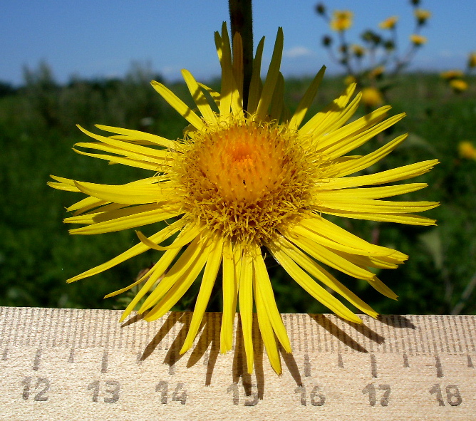 Image of Inula helenium specimen.