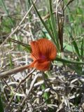 Lathyrus cicera