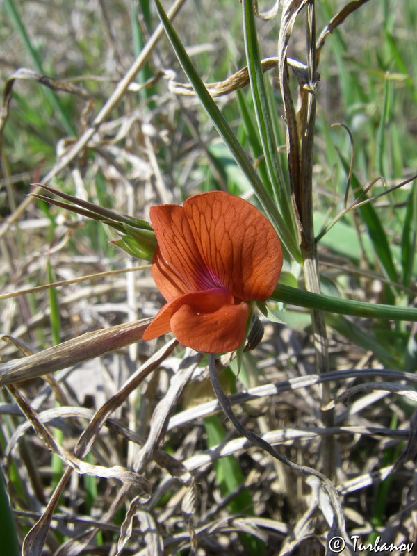 Изображение особи Lathyrus cicera.