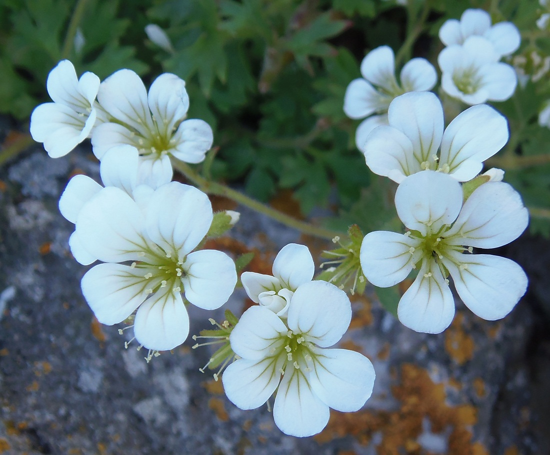 Изображение особи Saxifraga irrigua.