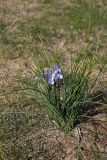 Iris tenuifolia. Цветущее растение. Южный Казахстан, южный берег оз. Кызылколь. 10.04.2013.