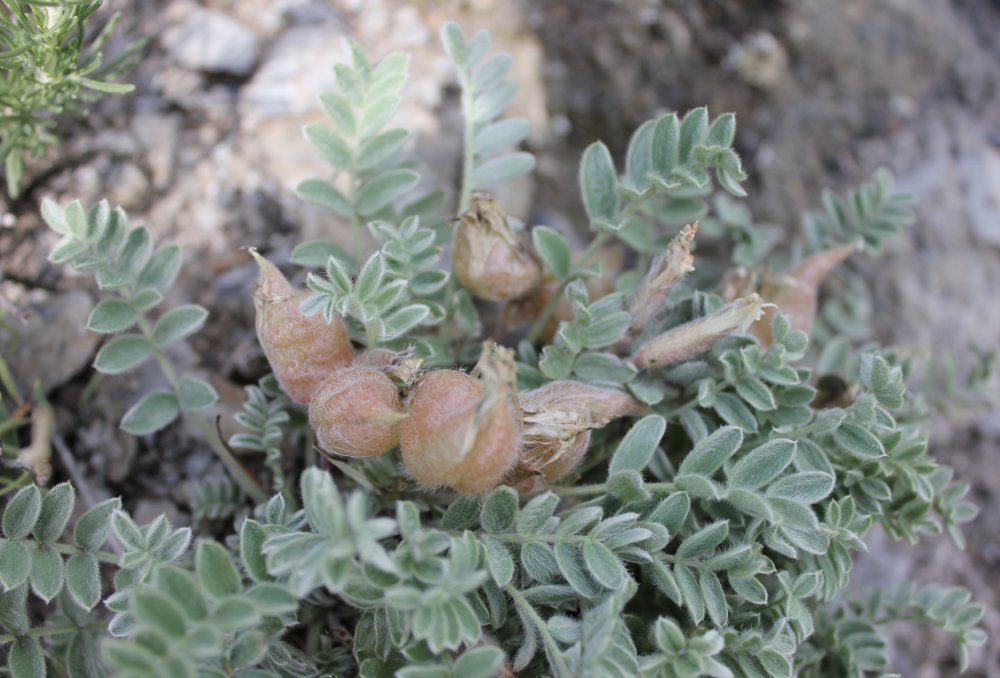 Image of Oxytropis ampullata specimen.