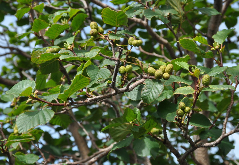 Image of Duschekia fruticosa specimen.