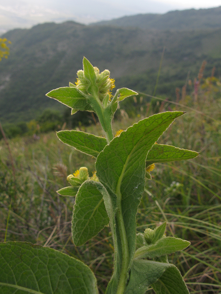 Изображение особи Inula thapsoides.