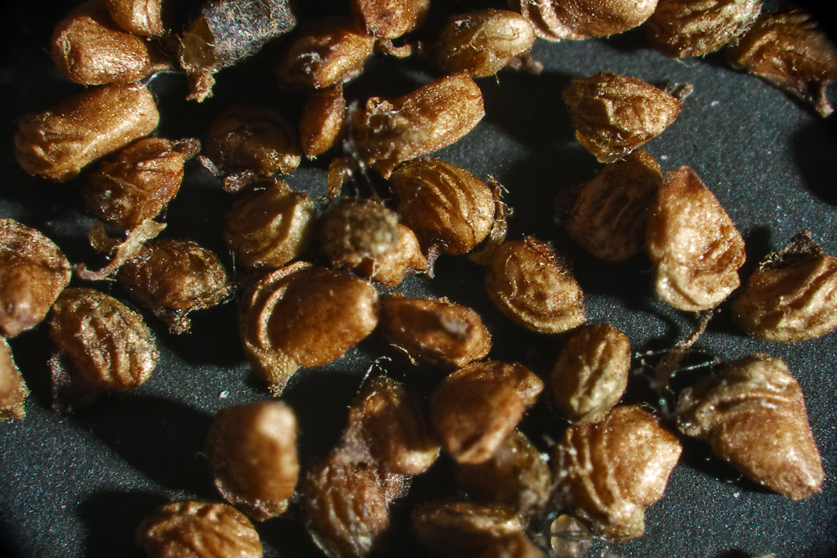 Image of Potentilla supina specimen.