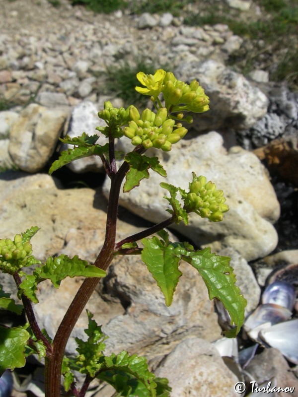 Image of Sinapis arvensis specimen.