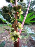 Ricinus communis