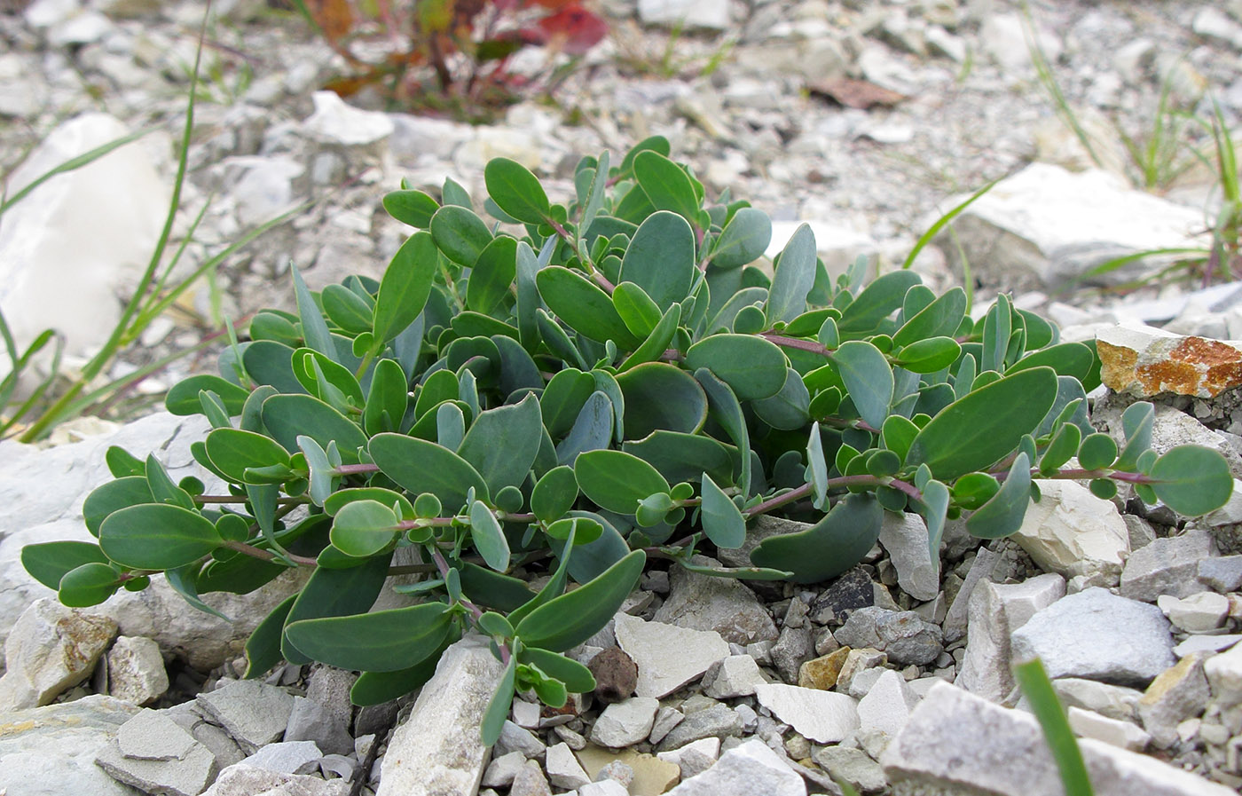 Image of Coronilla scorpioides specimen.